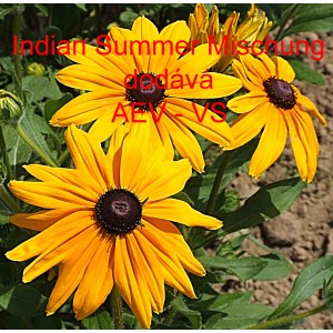 Třapatka srstnat&aacute; Indian Summer Mischung