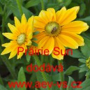 Třapatka srstnat&aacute; Pr&auml;irie Sun