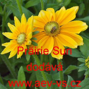 Třapatka srstnat&aacute; Pr&auml;irie Sun