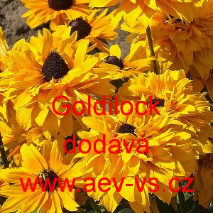 Třapatka srstnat&aacute; Goldilocks