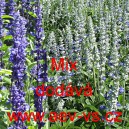 &Scaron;alvěj pomoučen&aacute; Mix