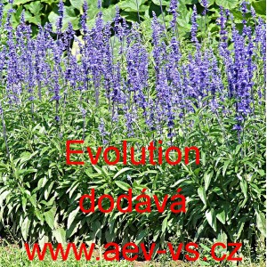 &Scaron;alvěj pomoučen&aacute; Evolution Violet