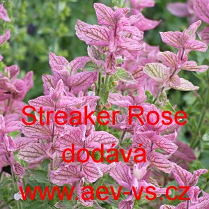 &Scaron;alvěj zahradn&iacute;, pestr&aacute;, tř&iacute;barevn&aacute; Streaker Rose
