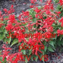 &Scaron;alvěj z&aacute;řiv&aacute; Johannisfeuer