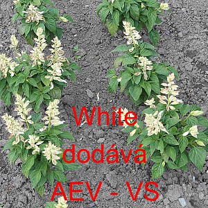 &Scaron;alvěj z&aacute;řiv&aacute; White