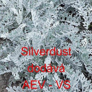 Straček př&iacute;mořsk&yacute; Silverdust