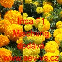 Aksamitn&iacute;k vzpř&iacute;men&yacute; Inca F1 Mischung