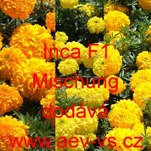 Aksamitn&iacute;k vzpř&iacute;men&yacute; Inca F1 Mischung