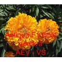 Aksamitn&iacute;k vzpř&iacute;men&yacute; nana Antiqua F1 Gold F1