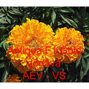 Aksamitn&iacute;k vzpř&iacute;men&yacute; nana Antigua F1 Gold 