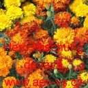 Aksamitn&iacute;k rozkladit&yacute; Hero Mischung