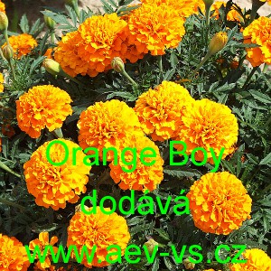 Aksamitn&iacute;k rozkladit&yacute; Orange Boy