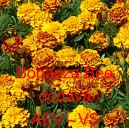 Aksamitn&iacute;k rozkladit&yacute; Bonanza Bee