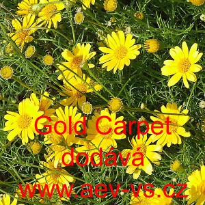 Maru&scaron;ka &scaron;t&iacute;hl&aacute;, tymofila jemnolist&aacute; Gold Carpet