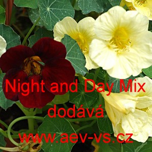 Lichořeři&scaron;nice vět&scaron;&iacute;, kapuc&iacute;nka Night and Day Mix