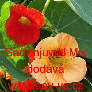Lichořeři&scaron;nice men&scaron;&iacute;, peru&aacute;nsk&aacute; Gartenjuwel Mix