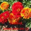 Ost&aacute;lka sličn&aacute;, lep&aacute; Short Stuft Mix F1