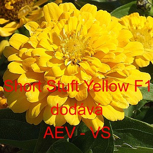 Ost&aacute;lka sličn&aacute;, lep&aacute; Short Stuff F1 Yellow 