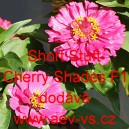 Ost&aacute;lka sličn&aacute;, lep&aacute; Short Stuft Cherry Shades F1