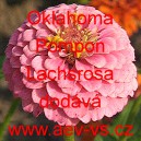 Ost&aacute;lka sličn&aacute;, lep&aacute; Oklahoma Pompon Lachsrosa