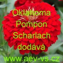 Ost&aacute;lka sličn&aacute;, lep&aacute; Oklahoma Pompon Scharlach