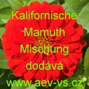 Ost&aacute;lka sličn&aacute;, lep&aacute; Kalifornische Mamuth Mischung