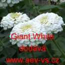 Ost&aacute;lka sličn&aacute;, lep&aacute; Giant White