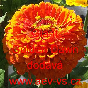 Ost&aacute;lka sličn&aacute;, lep&aacute; Giant Yellow (Golden Dawn)