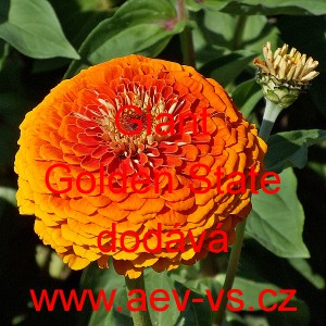 Ost&aacute;lka sličn&aacute;, lep&aacute; Giant Orange (Golden State)