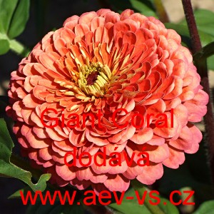 Ost&aacute;lka sličn&aacute;, lep&aacute; Giant Coral