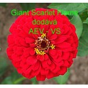 Ost&aacute;lka sličn&aacute;, lep&aacute; Giant Scarlet Flame