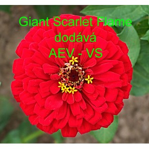 Ost&aacute;lka sličn&aacute;, lep&aacute; Giant Scarlet Flame