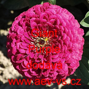 Ost&aacute;lka sličn&aacute;, lep&aacute; Giant Purple