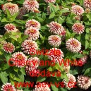 Ost&aacute;lka sličn&aacute;, lep&aacute; Swizzle Cherry and White