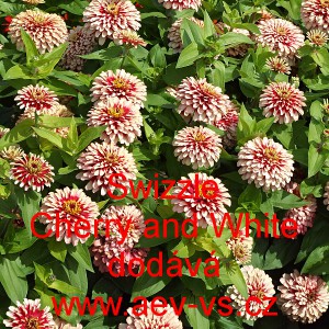 Ost&aacute;lka sličn&aacute;, lep&aacute; Swizzle Cherry and White