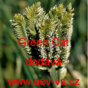 Kalužnice křivoklas&aacute;