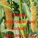 B&eacute;r velkoklas&yacute; ra&scaron;elinn&yacute; čum&iacute;za