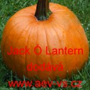 Okrasn&aacute; tykev Jack &Oacute; Lantern