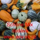 Okrasn&aacute; tykev Sch&ouml;ne Mix