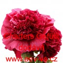 Topolovka růžov&aacute;, Proskurn&iacute;k topolovka Charters Gef&uuml;llte Mix