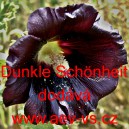 Topolovka růžov&aacute; (čern&aacute;), Proskurn&iacute;k topolovka Dunkle Sch&ouml;nheit