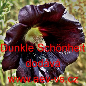 Topolovka růžov&aacute; (čern&aacute;), Proskurn&iacute;k topolovka Dunkle Sch&ouml;nheit