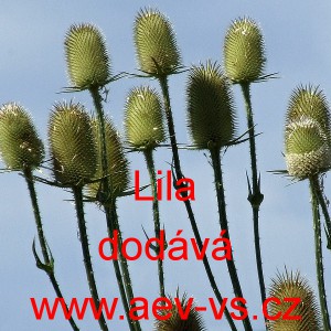 &Scaron;tětka soukenick&aacute; Lila