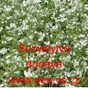 Pomněnka lesn&iacute; Snowsylva