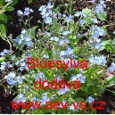 Pomněnka lesn&iacute; Bluesylva