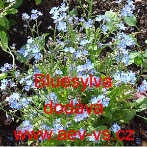 Pomněnka lesn&iacute; Bluesylva