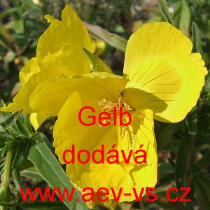 Pupalka dvoulet&aacute; Gelb