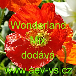 M&aacute;k nahoprut&yacute;, hol&yacute;, lys&yacute;, islandsk&yacute; Wonderland Mix