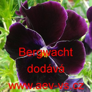 Mace&scaron;ka zahradn&iacute; Schweizer Riesen Bergwacht