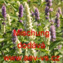 Agastache an&yacute;zov&aacute;, an&yacute;zov&aacute; m&aacute;ta Mischung